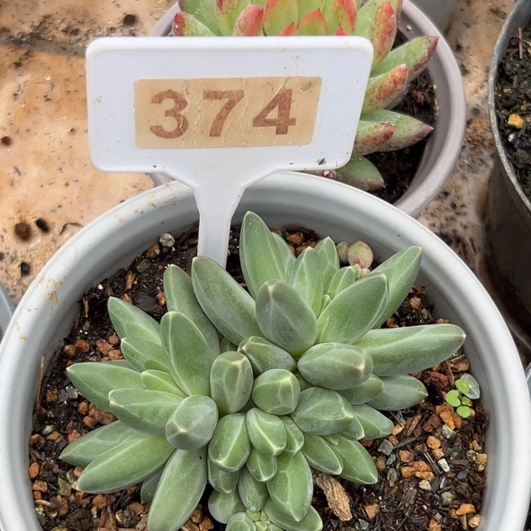 伊卡鲁斯多肉植物374