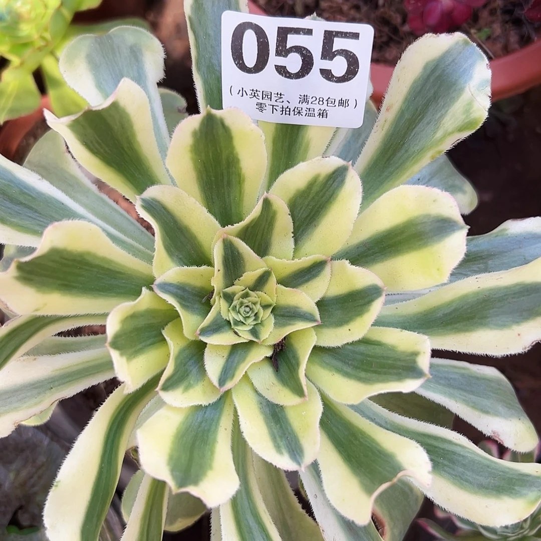 多肉植物多肉植物055