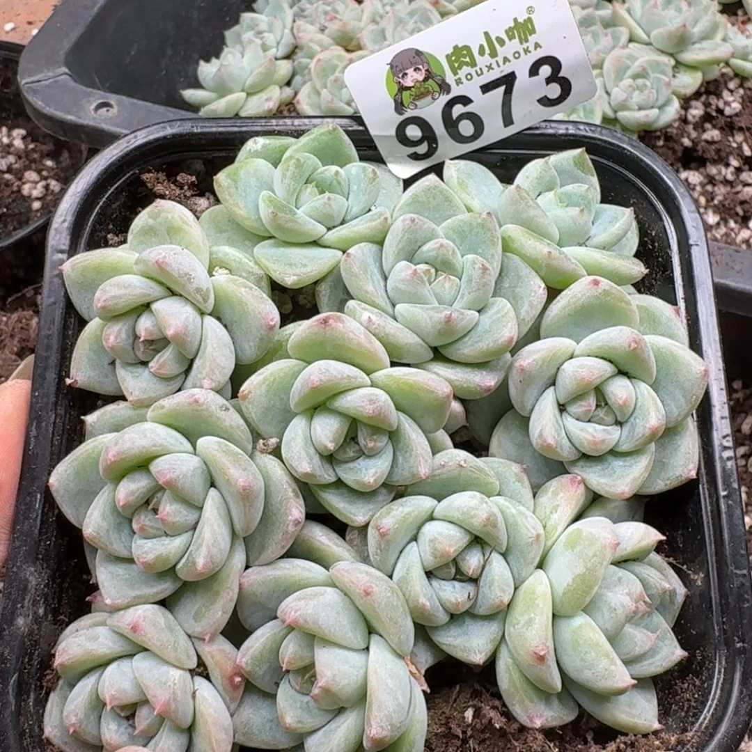 多肉植物多肉植物
