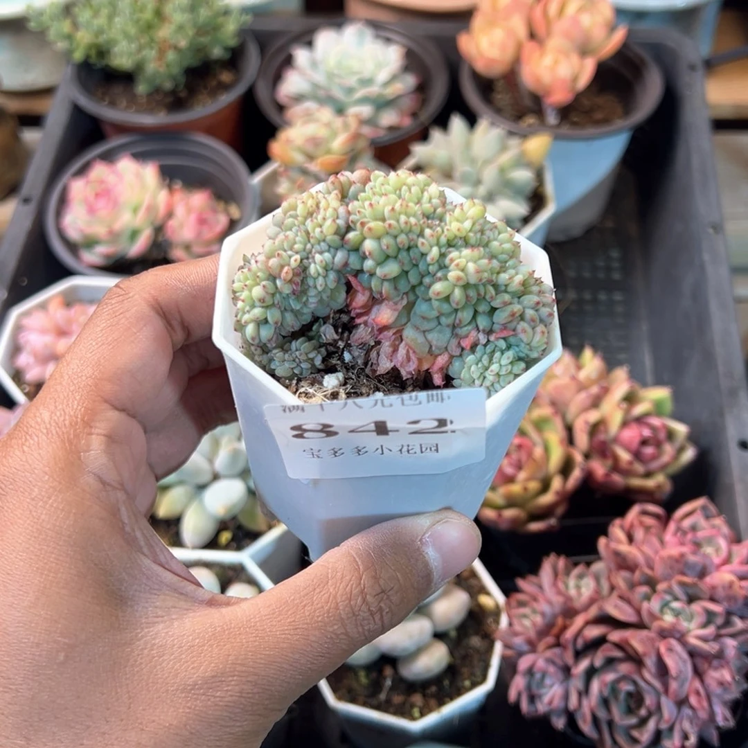 艳***哟842号白胖子缀化一物一拍满18包邮