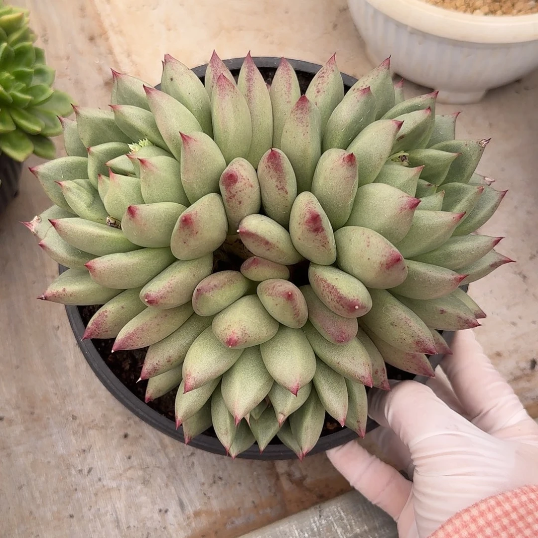 哈迪斯整无砍群生多肉