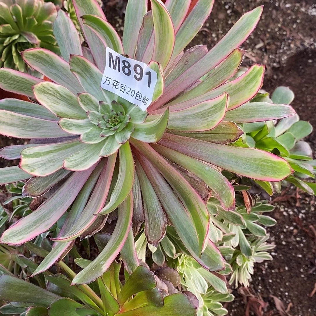 891紫霞仙子多肉植物阴阳多肉植物