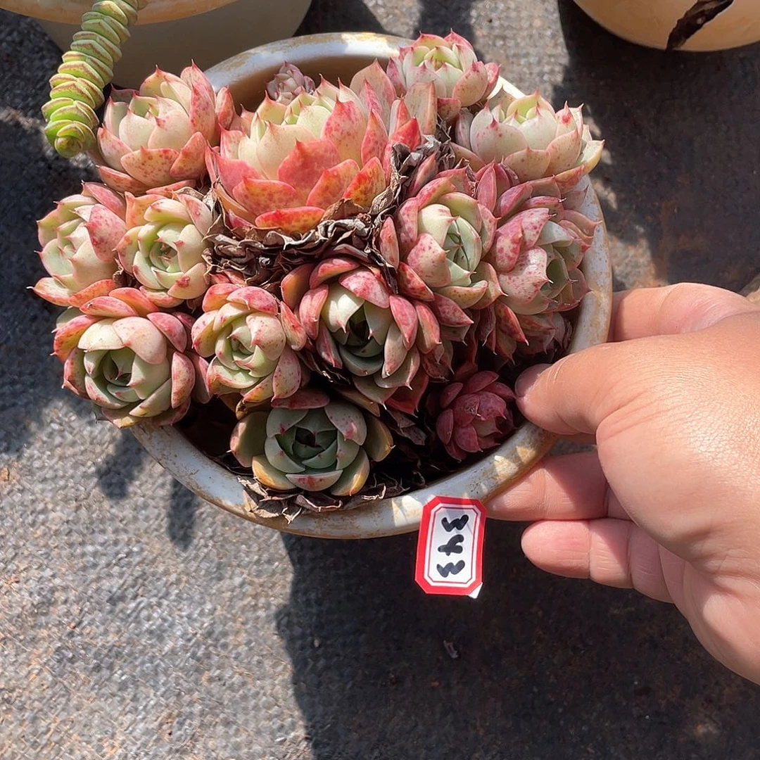 343苯巴蒂斯 一物一拍多肉