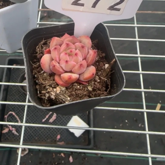 272比翼鸟一物一拍多肉