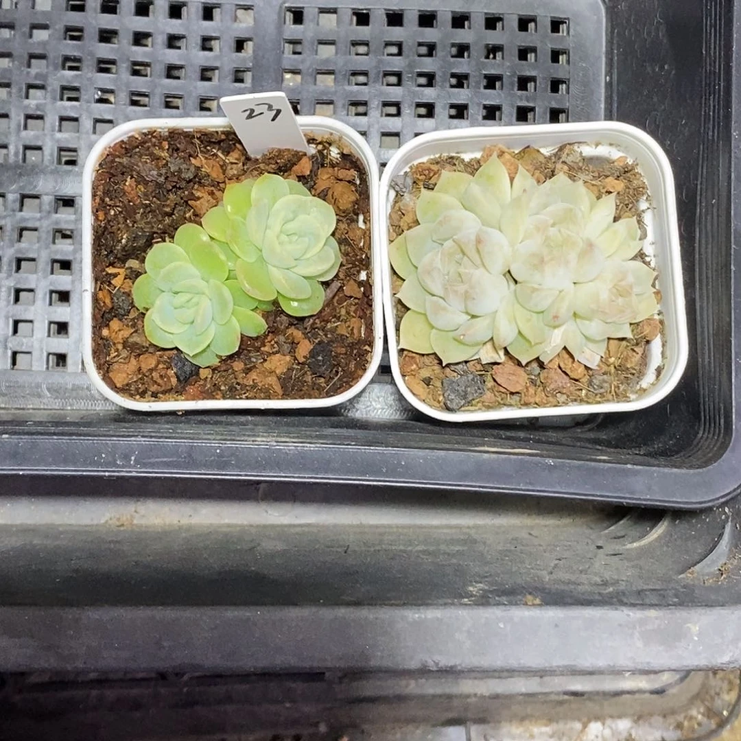 23号一筐白冰和X1多肉