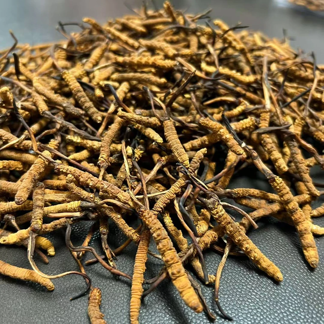 【冬虫夏草】 麻草 2025 新干草 品相有点黑  实惠装