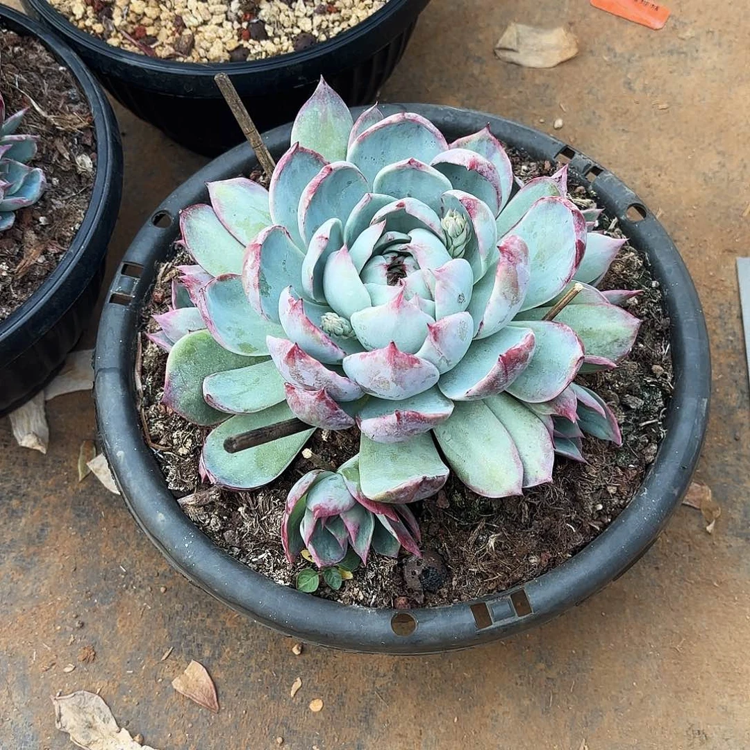 灵***师无花朵惊鸿仙子手捧