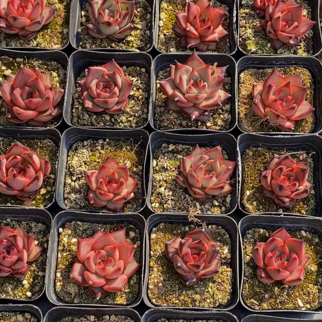 336的时候我们一起吃饭了