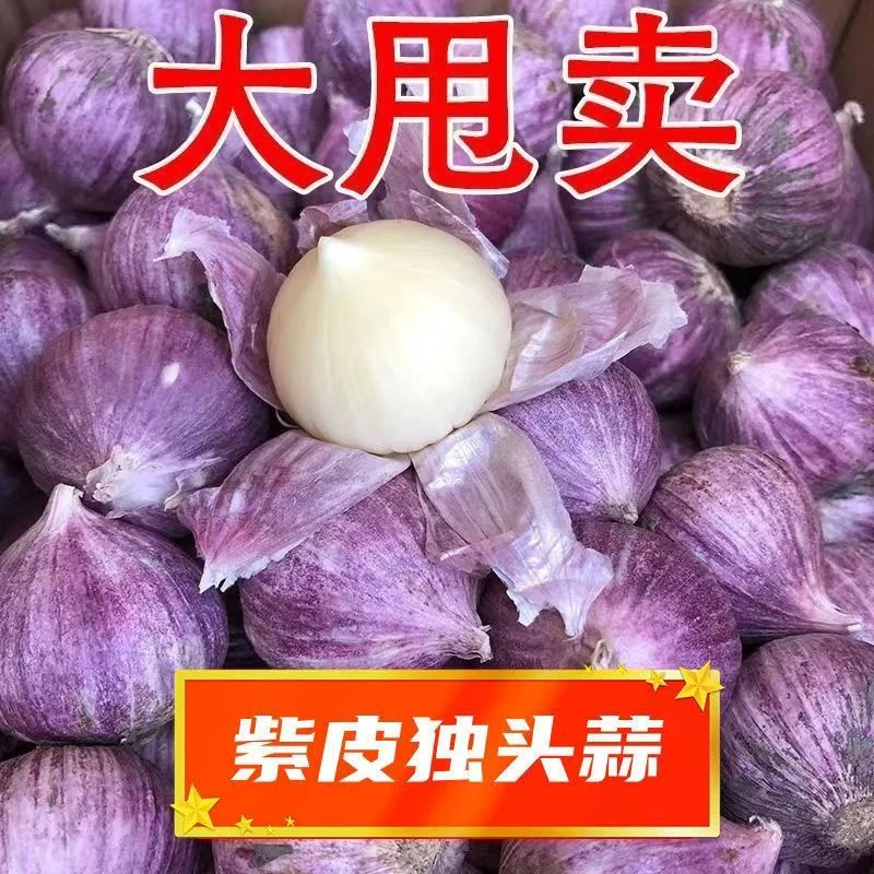 【十足干】2025紫皮独头蒜新鲜大头蒜红皮农家大独瓣蒜头批发独蒜