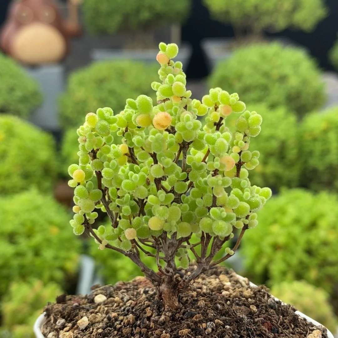 蜜橘糖球0056枝干番杏