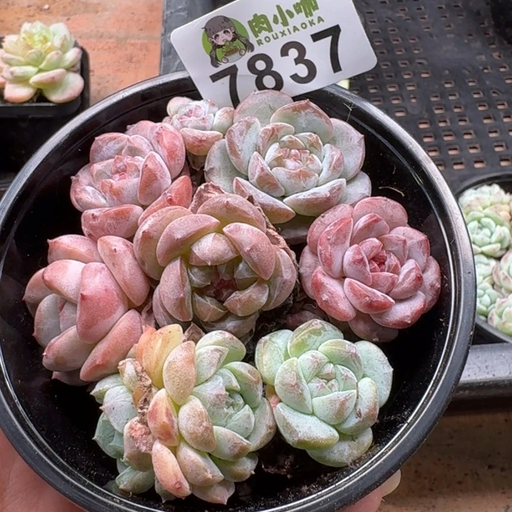 多肉植物多肉植物