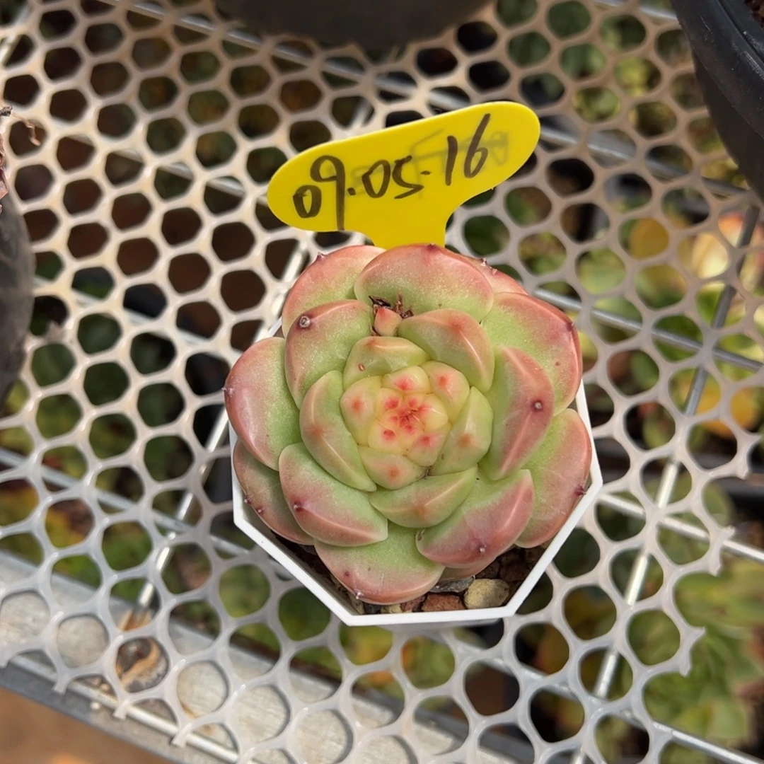 09-05-16单头美肉多肉植物