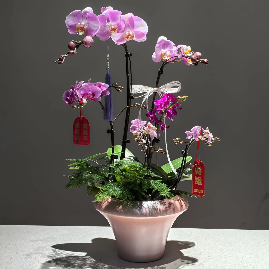 【设计师款】粉色系蝴蝶兰经典明星品种组合盆景年宵花送人礼物