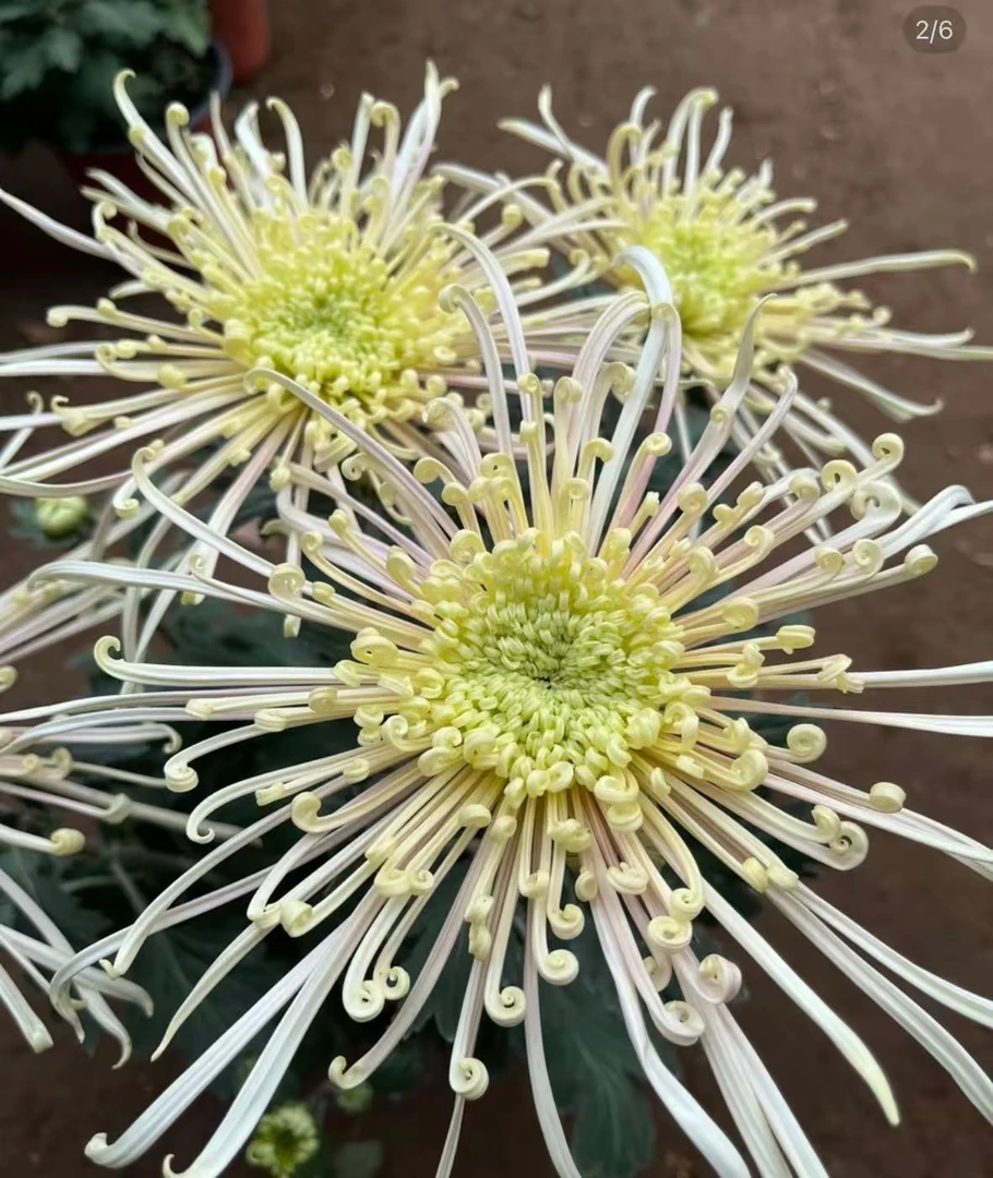 【泉乡慧雨】大花富贵菊九月大菊盆栽开花好看观赏佳品