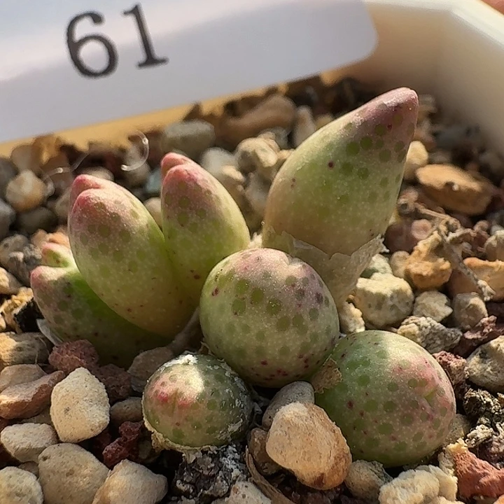 61 草莓斑马。
