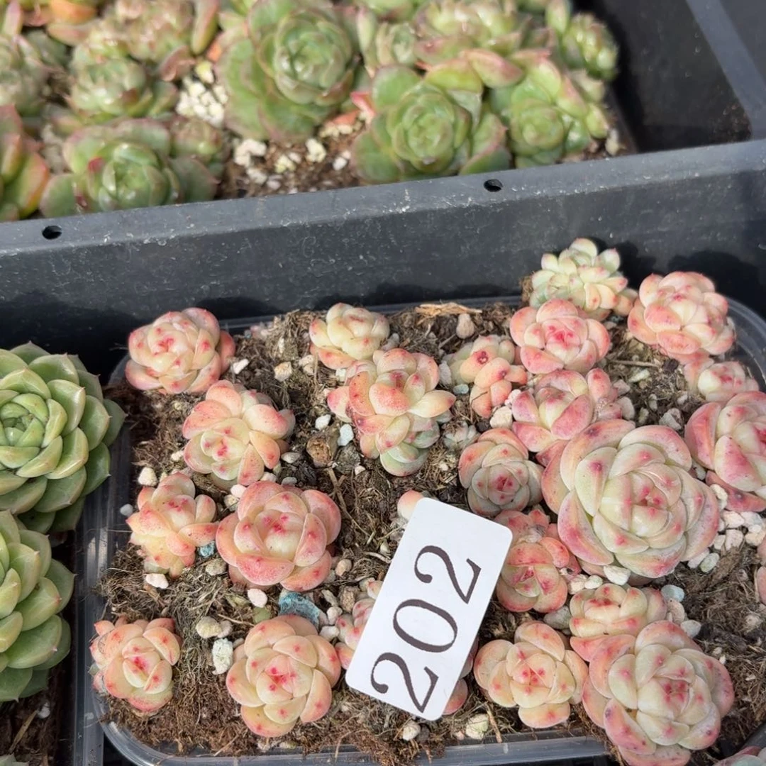 尐****多肉植物多肉植物202