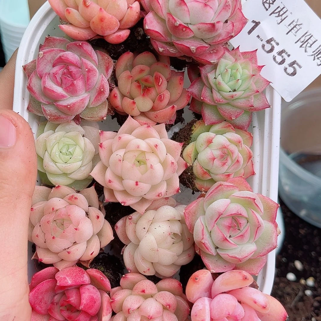 1-555 新疆西藏内蒙不发12.8包邮2-3公分