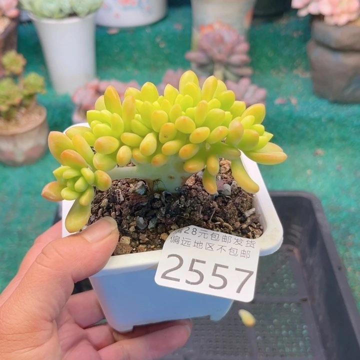 大2557；bzvxvbbjxbb