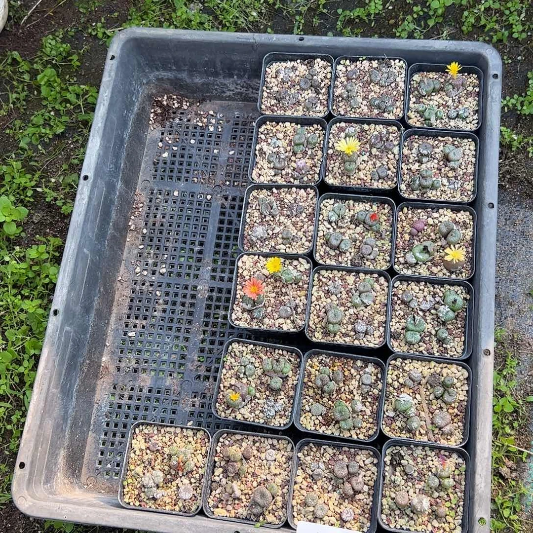 量拍以下1盒母本流水铜壶脱土发61