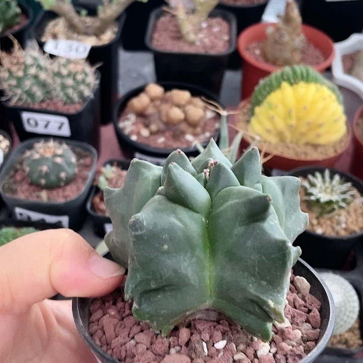 312实生角油龟甲栾凤