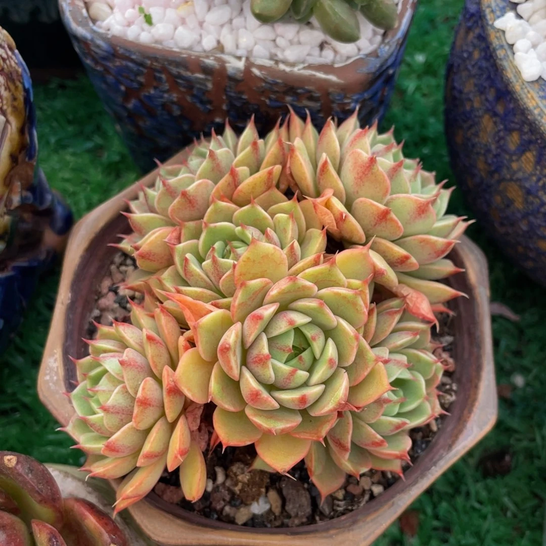 多肉植物盆栽多肉