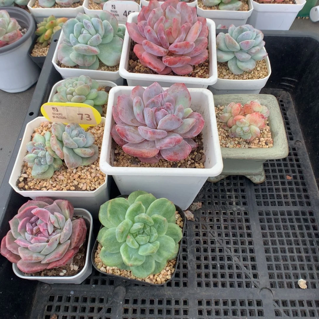 …***73 一组美肉多肉多肉