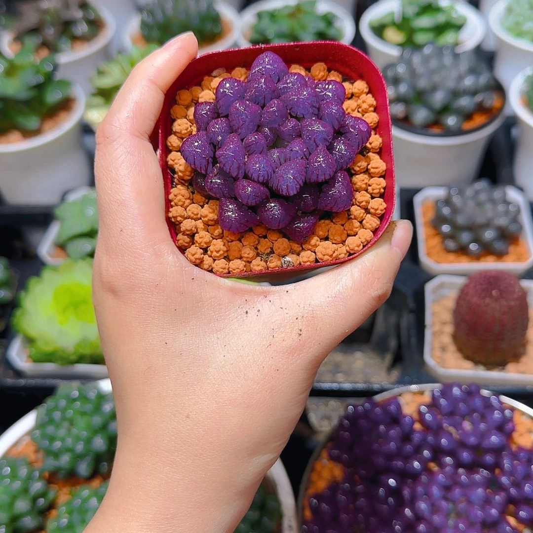 紫宝石冰灯玉露原盆，人工上色