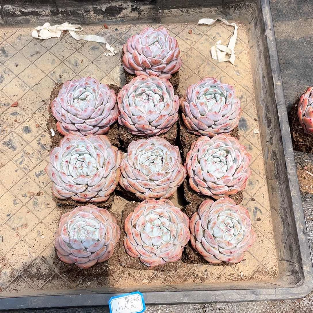 小*天多肉植物多肉植物