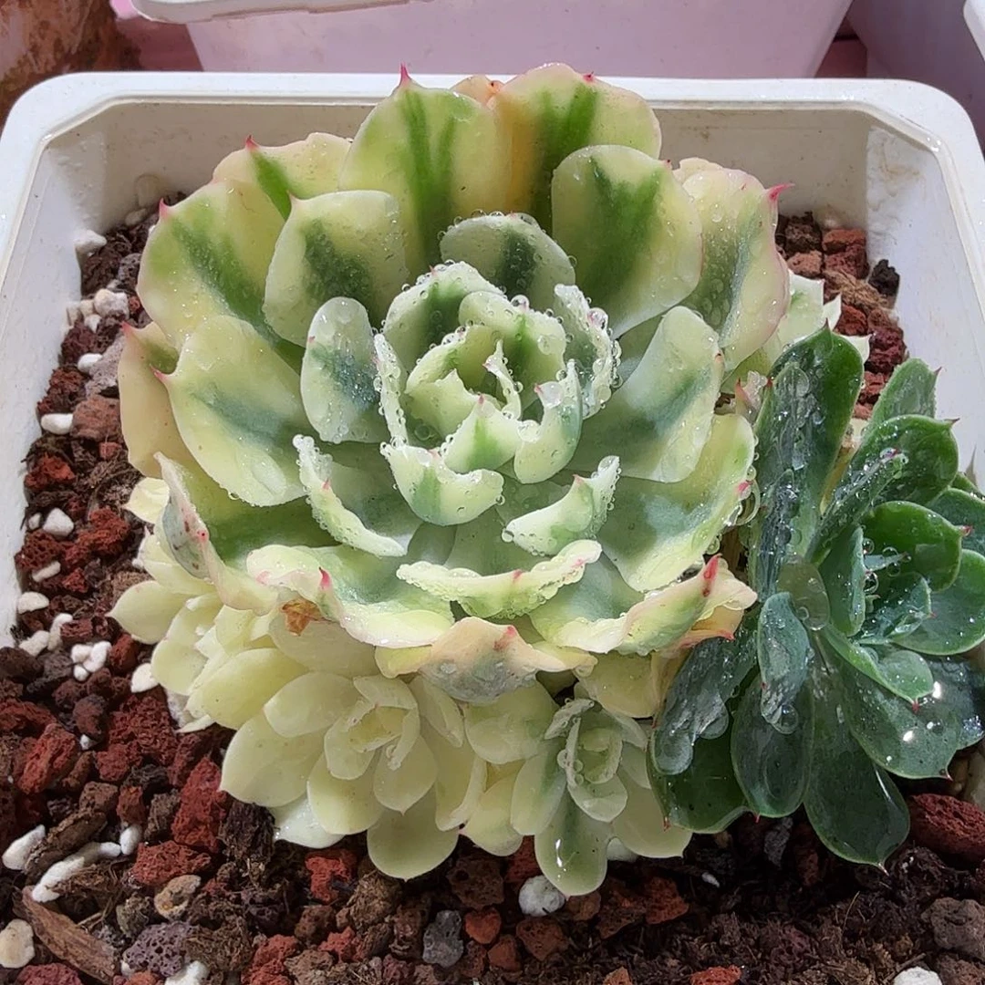 海啸锦，手捧花，多肉植物