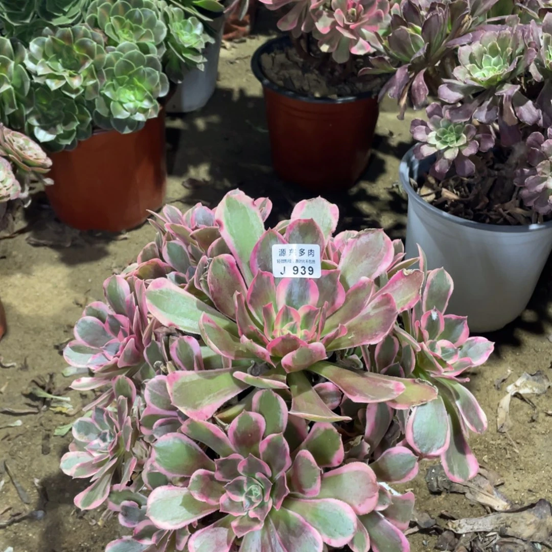 939皇后多肉法师断枝不包