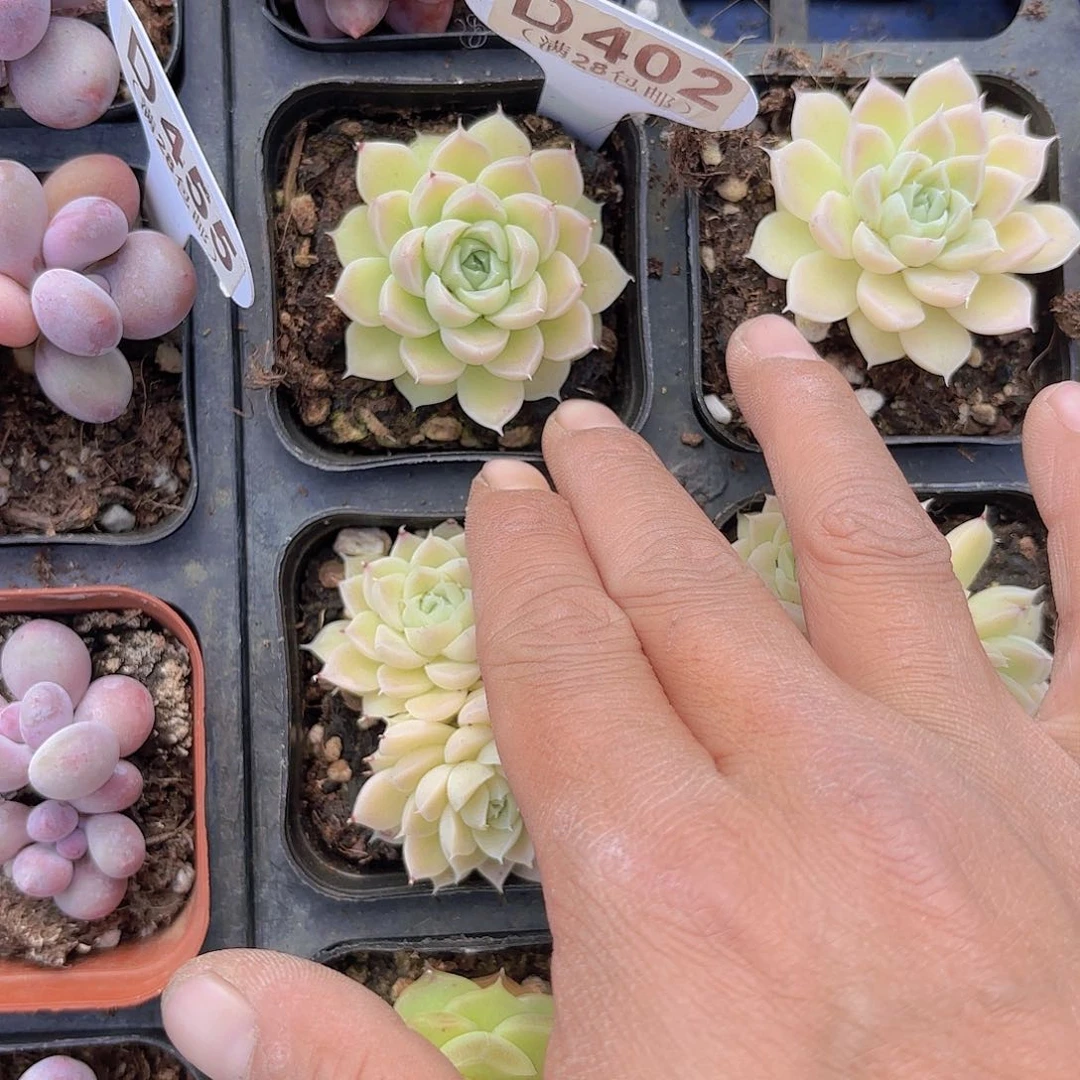 D402麦秆yi wu yi pai