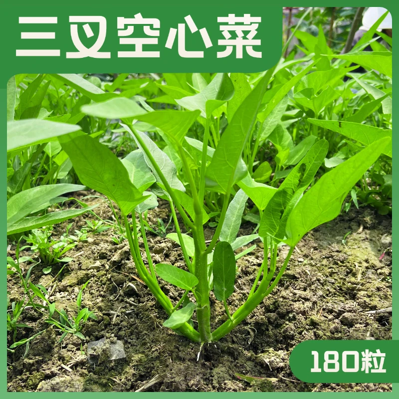 三叉大叶空心菜种子甄选大叶品质种子全国小菜园四季种植连续收获