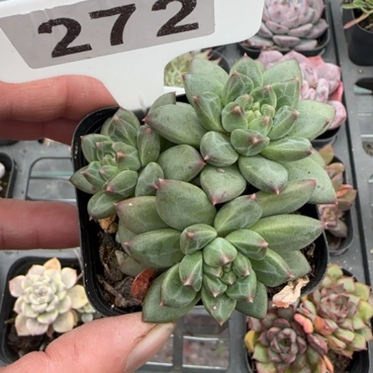 272甲骨文多肉植物多