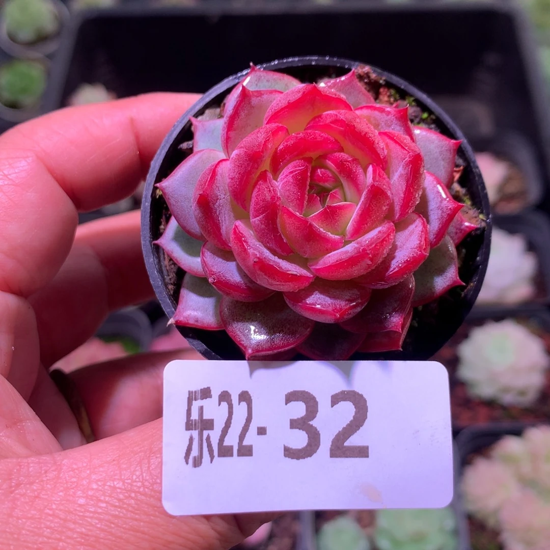 乐然22-32 新品单头