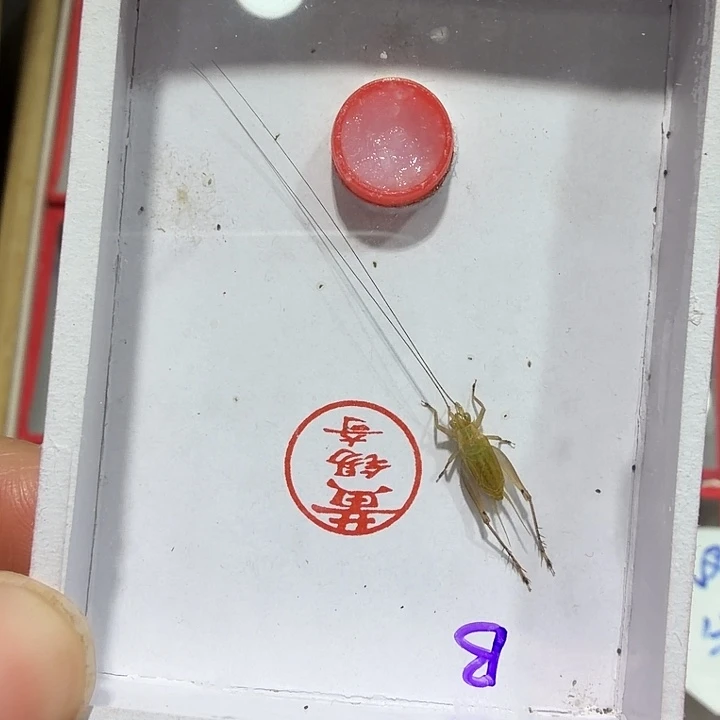 蟋蟀黄总特B一条包邮