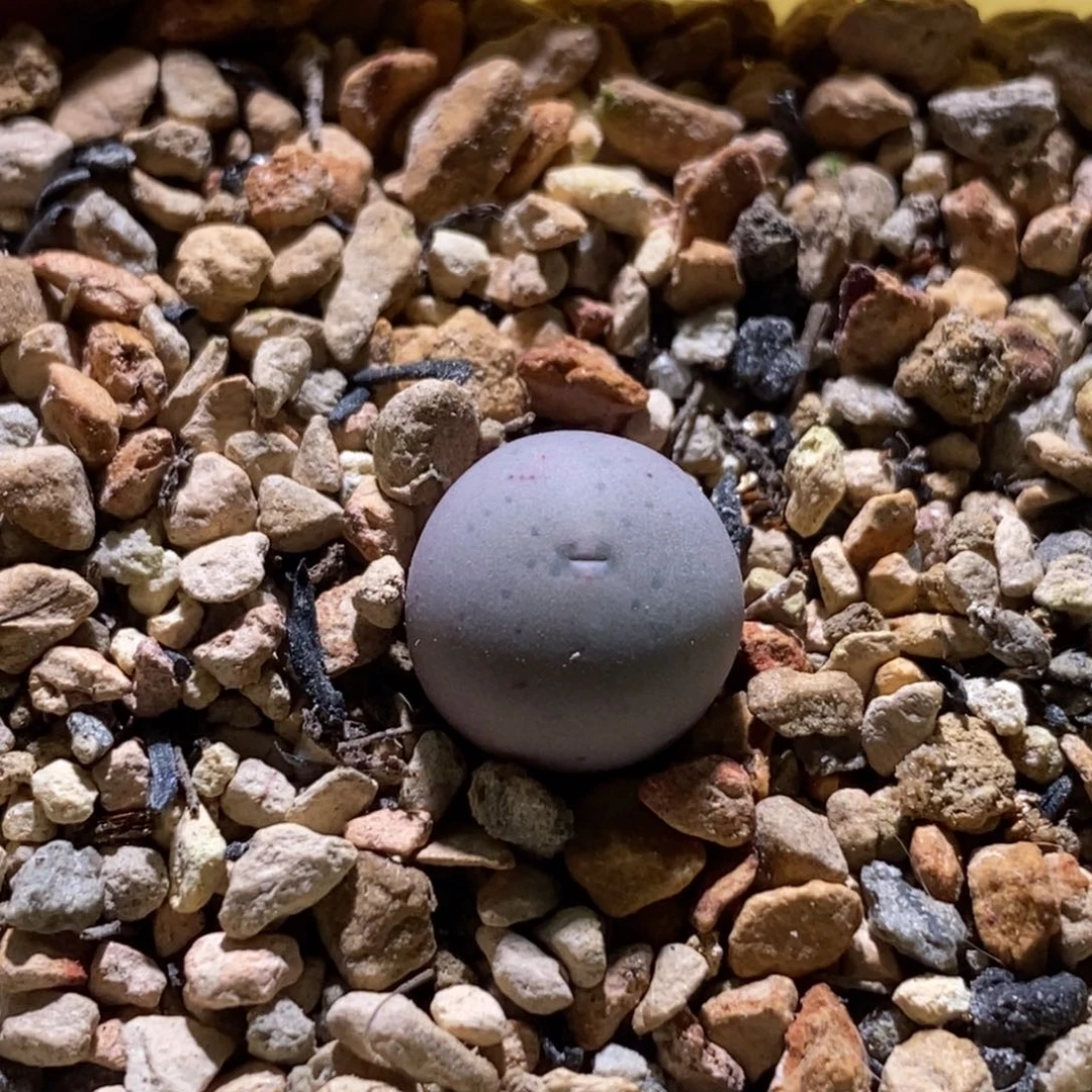 好看好看434v嗺一颗