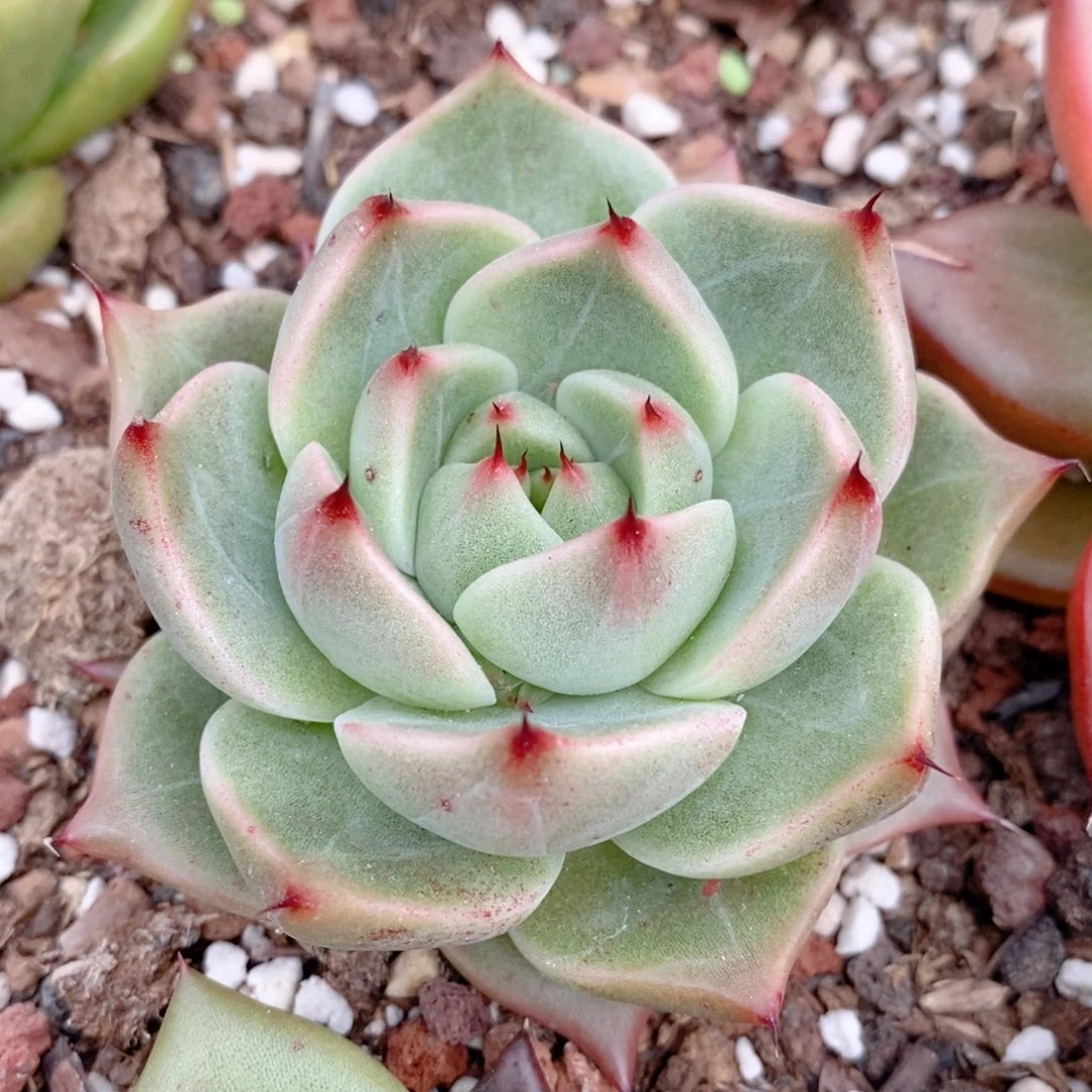 242 号东云系多肉植物