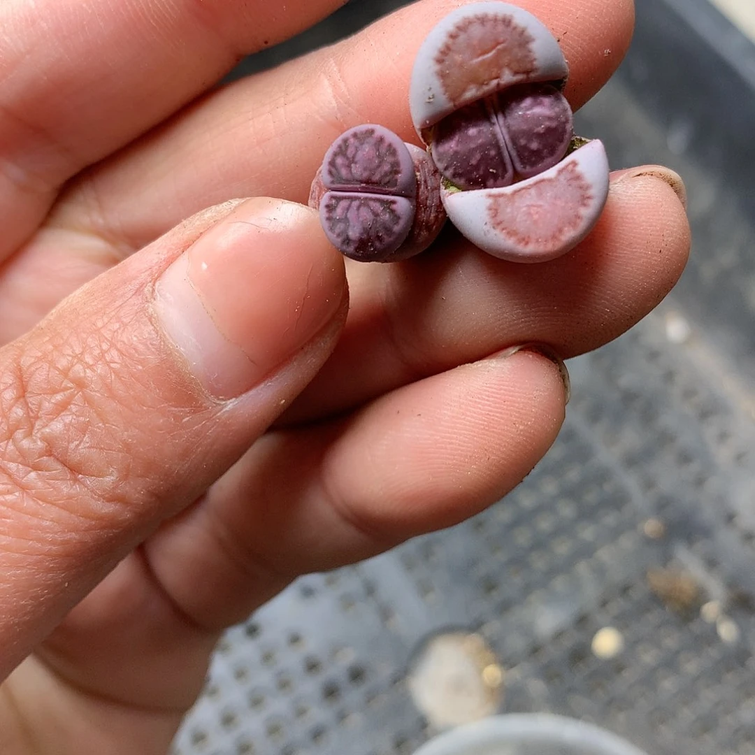 E170多肉植物保护研究所