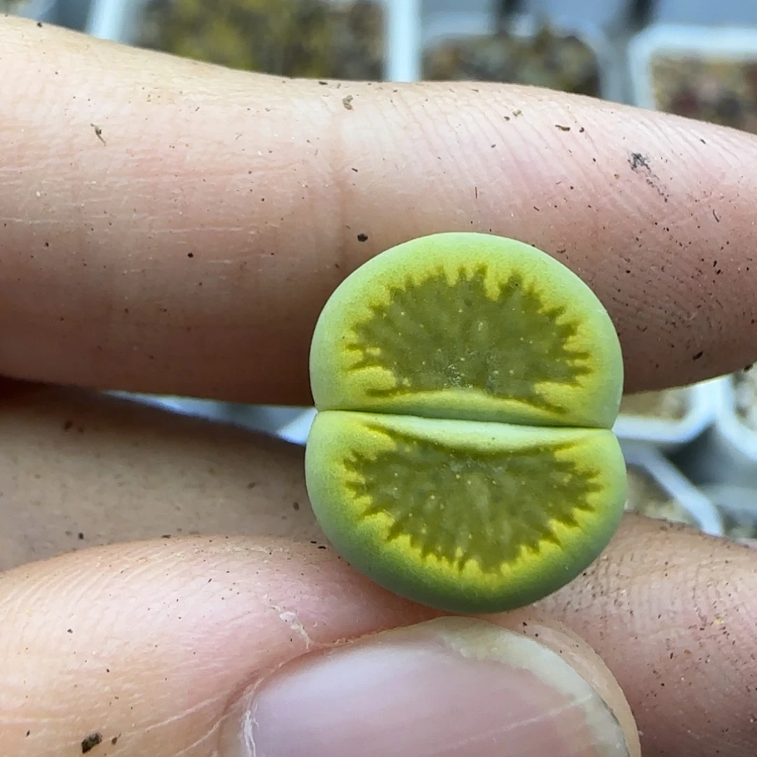 613 清框福利30包邮