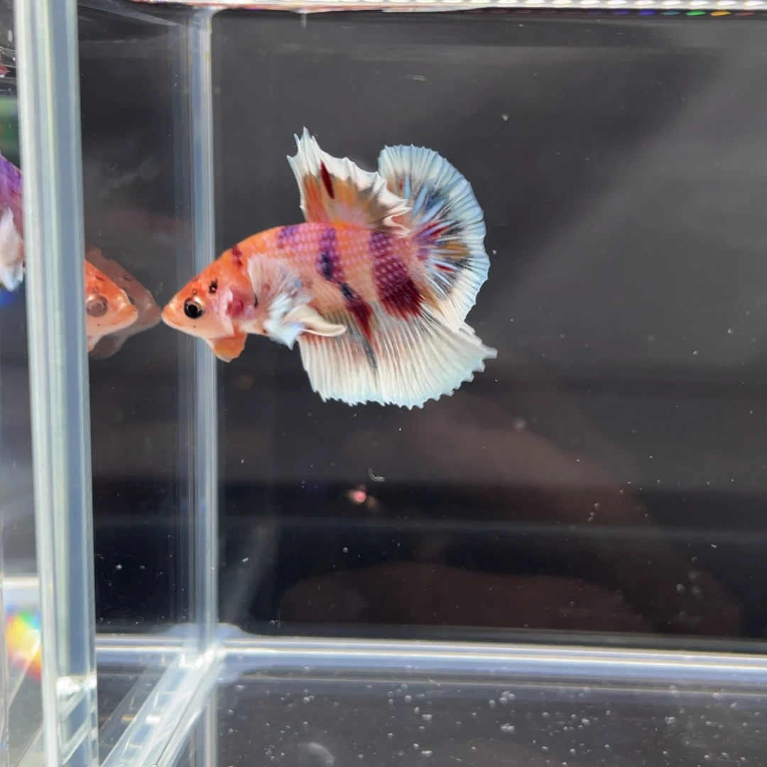 斗鱼11.22早漫画大耳将军公03