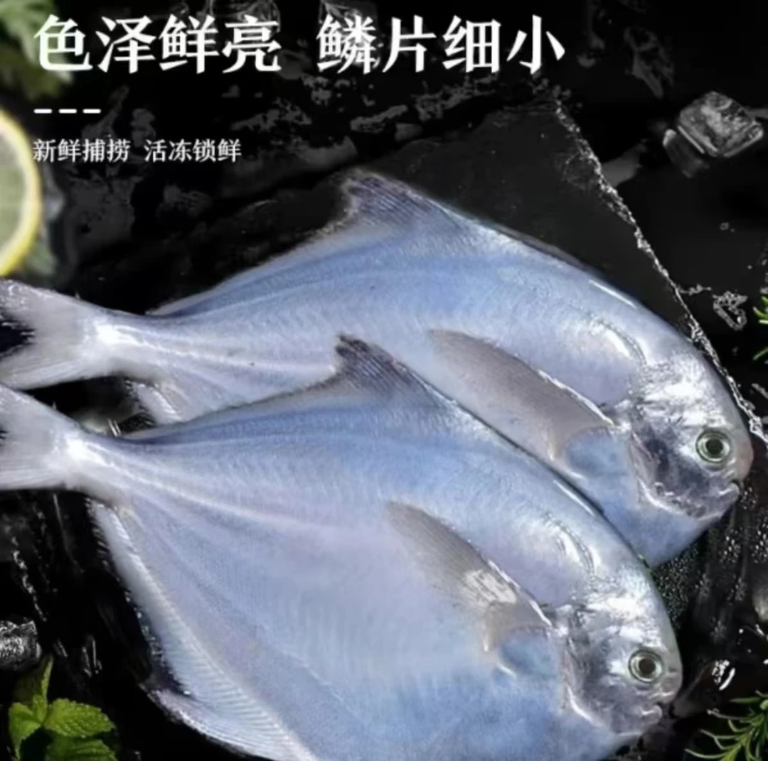 新鲜海捕银鲳鱼肉肥新鲜一斤/五条刺少肉多