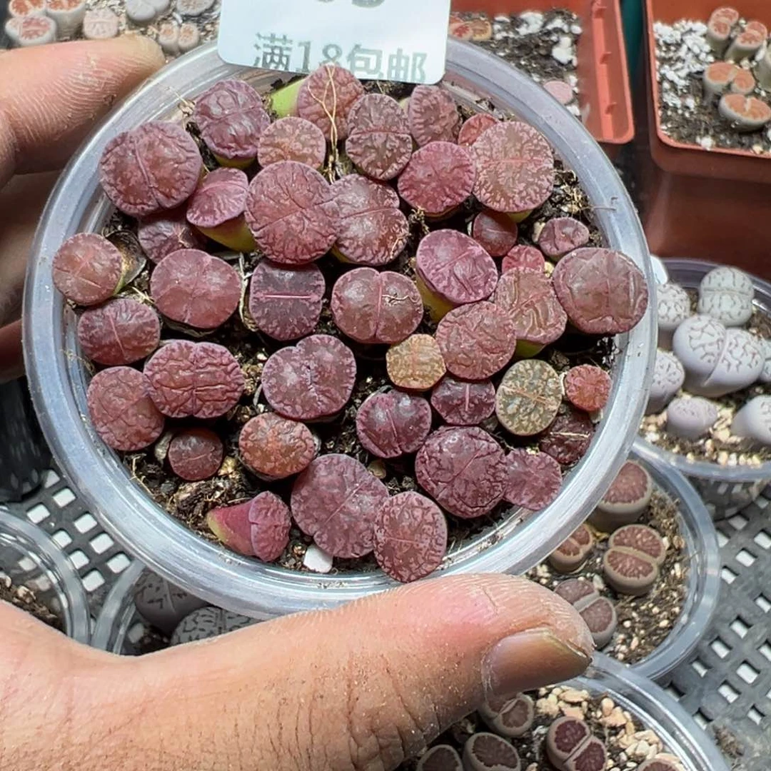 【闪购商品】 505.