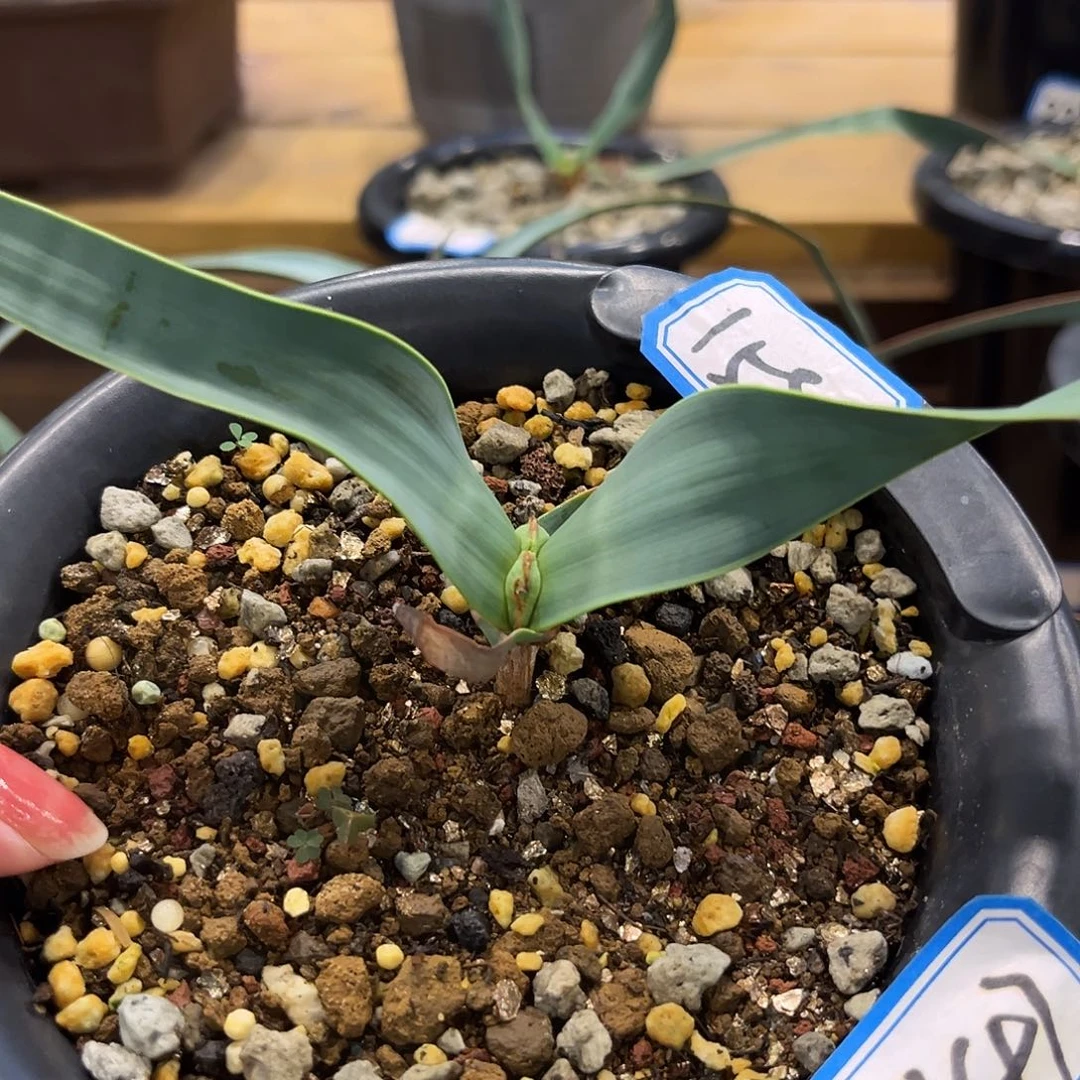 汤圆植物百岁兰147金边卷叶