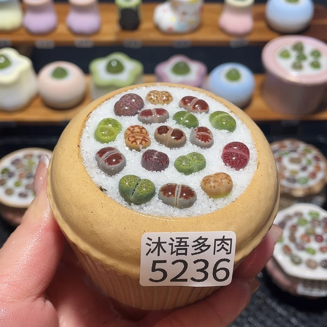 带盆土植物 一物一拍5236