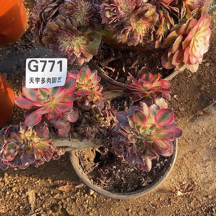 多肉植物套餐770。771多肉