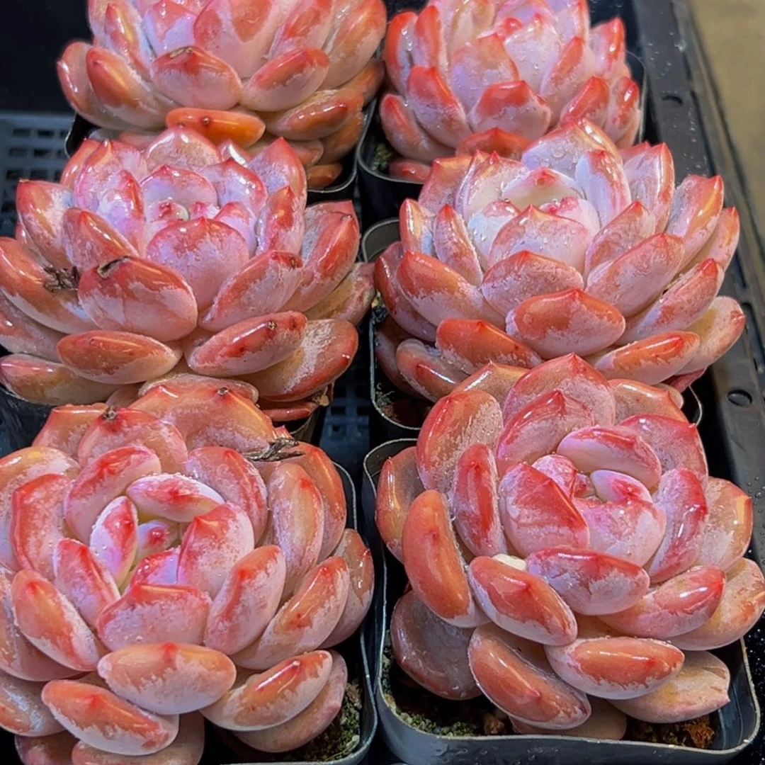 154多肉葡萄的价格是多少啊