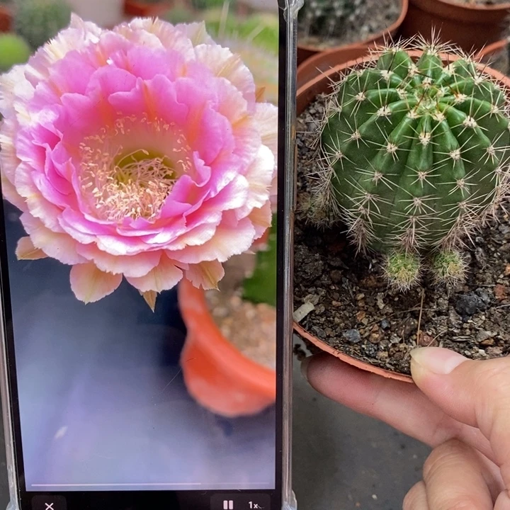 香香520带根4.5-5公分左右