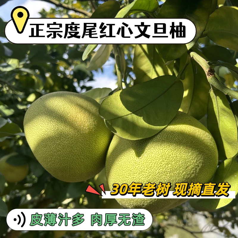 福建仙游正宗度尾红心文旦柚老树当季新鲜果园现摘水果