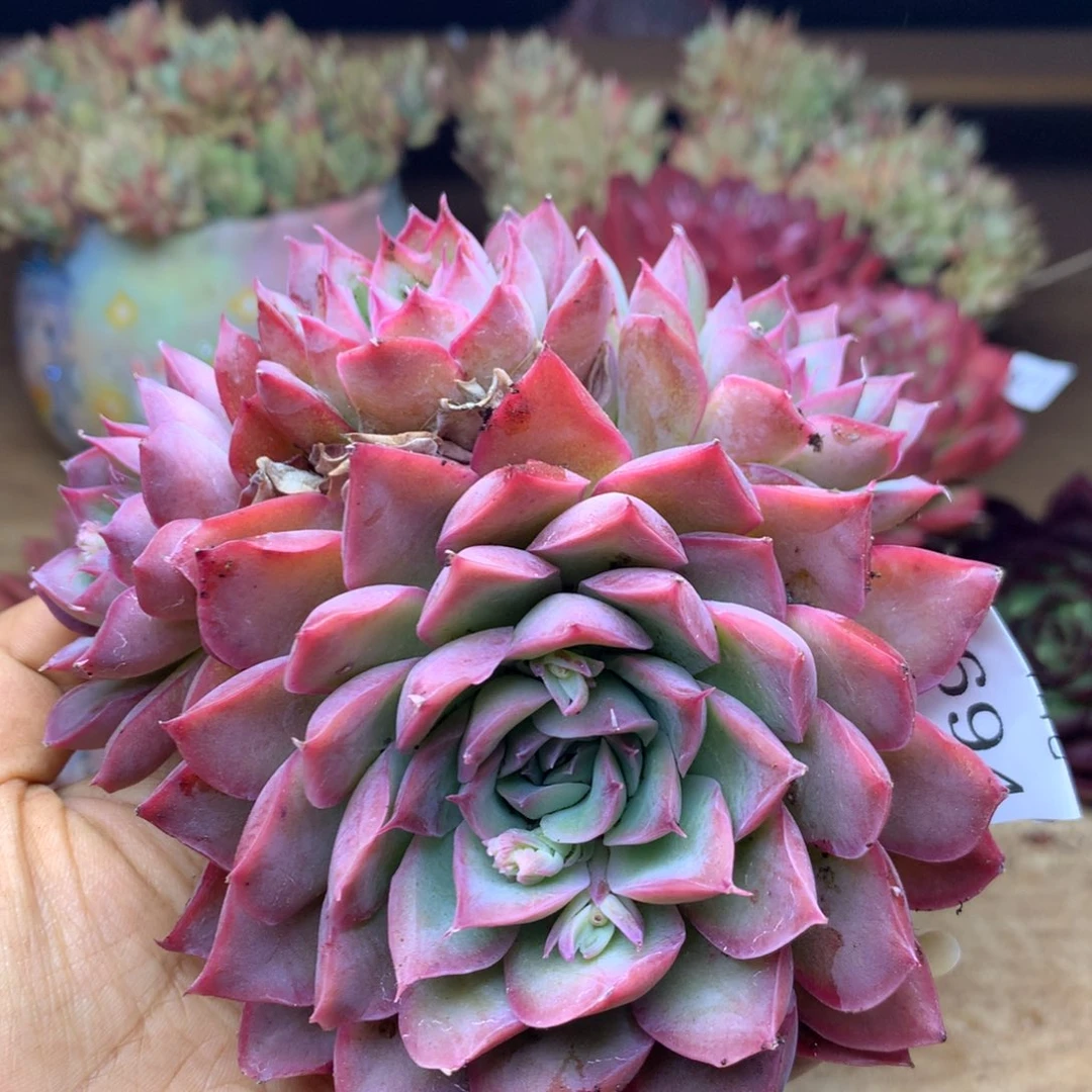 8694新年快乐发发发