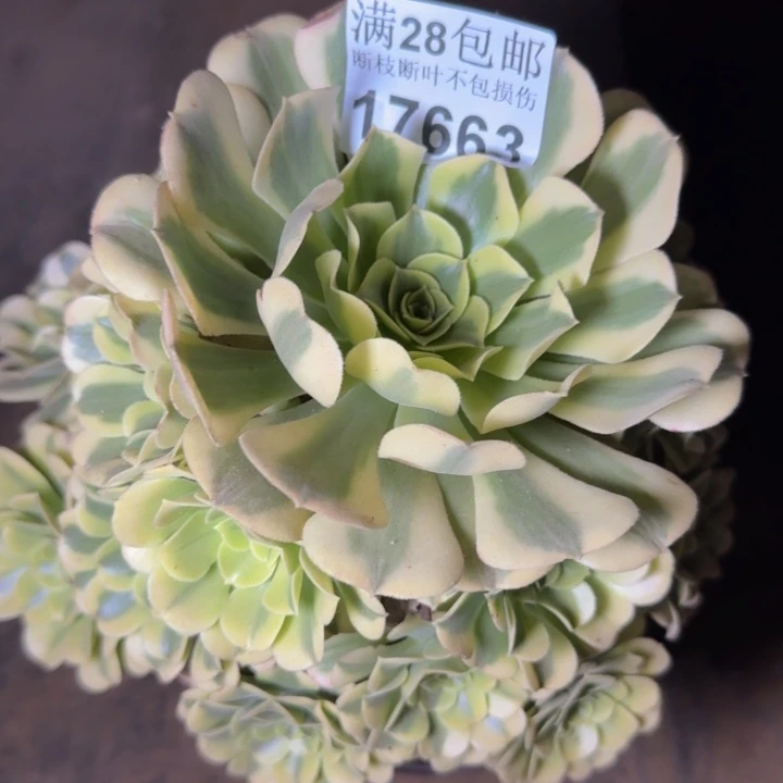17663绿豆沙多肉植物